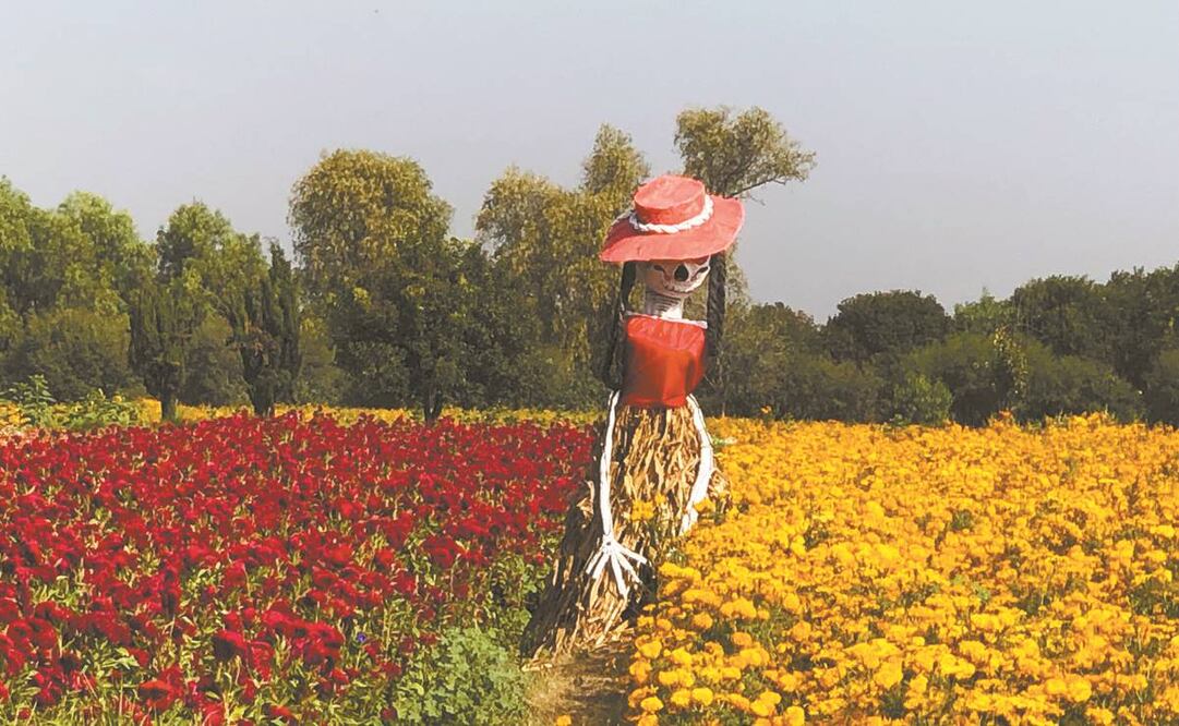 Paulatinamente, los campesinos de Doxey le han apostado a las flores de Día de Muertos y a atraer a turistas con catrinas gigantes en sus terrenos.Foto:Dinorath Mota/EL UNIVERSAL