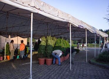 Edomex prevé superar derrama económica en venta de árboles navideños