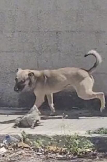 TikTok: Lomito pelea con un reptil en la calle, se hace viral