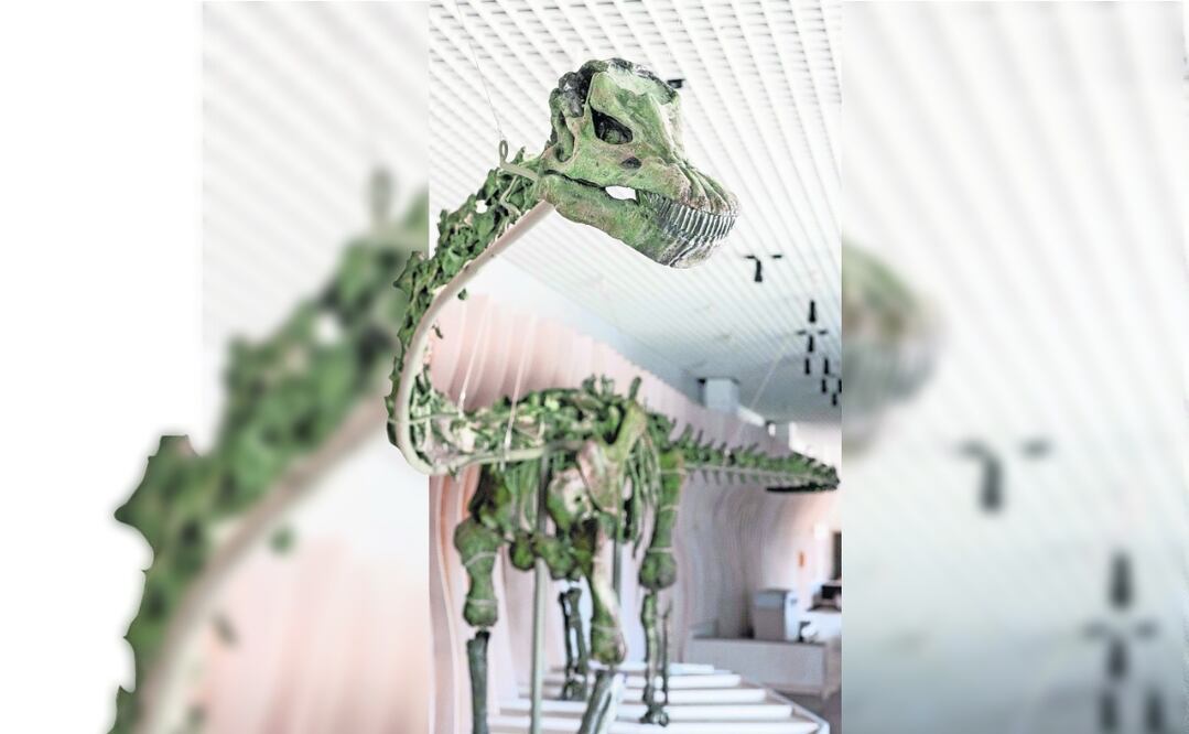 El nuevo atractivo del Museo de Historia Natural del Condado de Los Ángeles es el esqueleto verde del saurópodo Gnatalie, que mide más de 23 metros de largo y tiene 150 millones de años. Foto: Museo de Historia Natural del condado de Los Ángeles