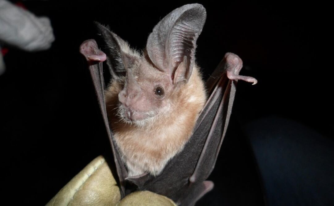 Foto: tomada de la página web de la UAEM