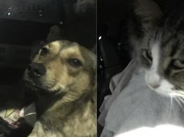 Proponen “zonas de resguardo temporal” para perros y gatos rescatados de las calles de la CDMX