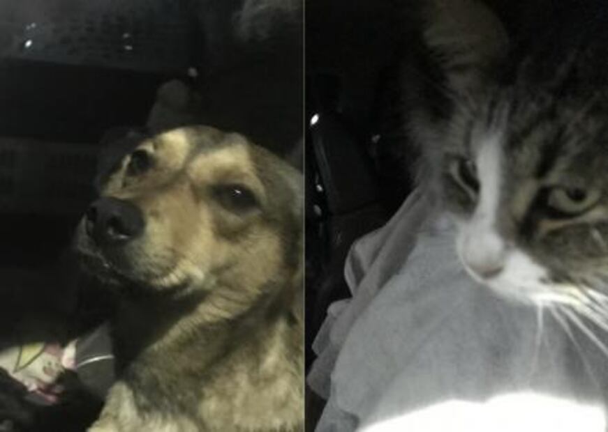 Recorre Latinoamérica en su camioneta con sus 3 gatos y 4 perros