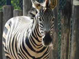 Revelan muerte de una cebra en zoológico de León, Guanajuato; se ahogó en un embalse 