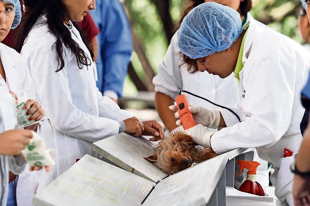 Clara Brugada anunció que se pondrá en marcha una campaña para promover la adopción de animales en la CDMX; bajo el nombre de “Adoptatón”, esta campaña se echará a andar cada mes. Foto: Especial