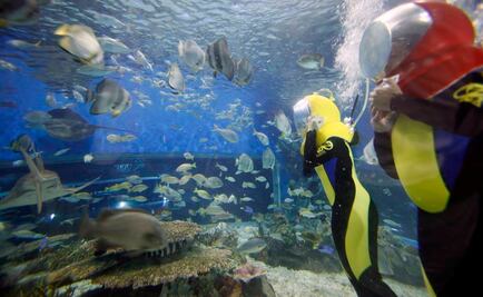 Advierten que calentamiento de océanos disminuye poblaciones de peces