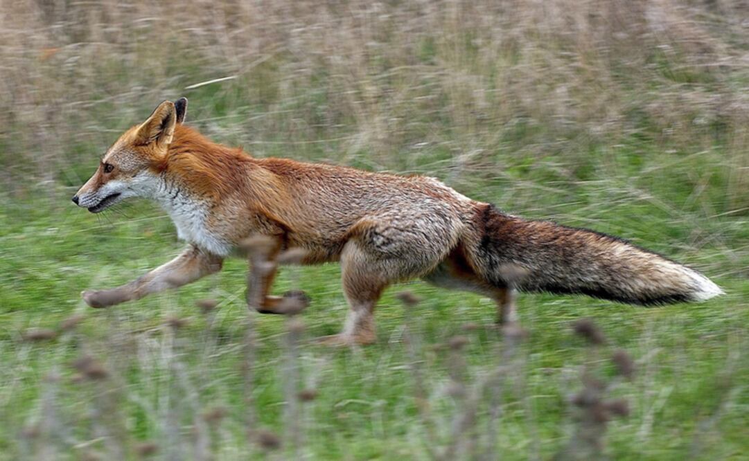 La medida, que afectará a 109 mil zorros y 6 mil perros mapache, se suma al sacrificio de otros 135 mil animales con pieles valiosas decretado por las autoridades finlandesas durante el verano. Foto: EFE