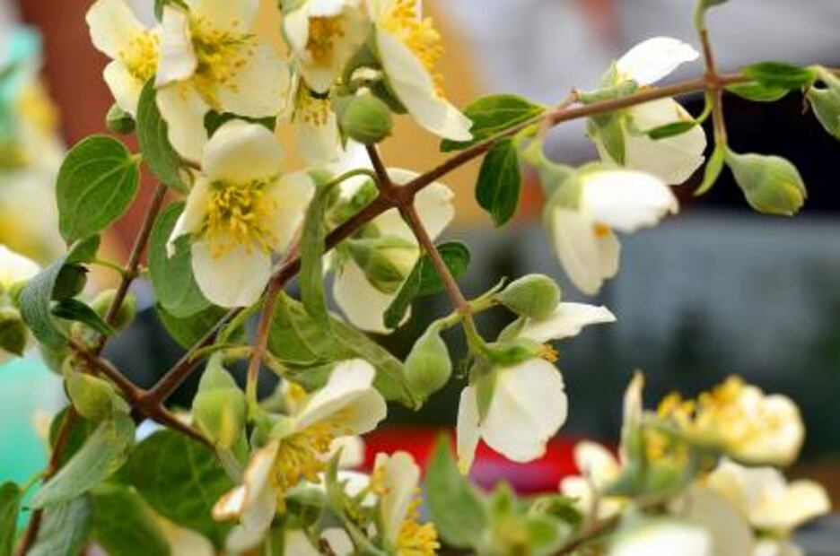 Las guardianas del tejate