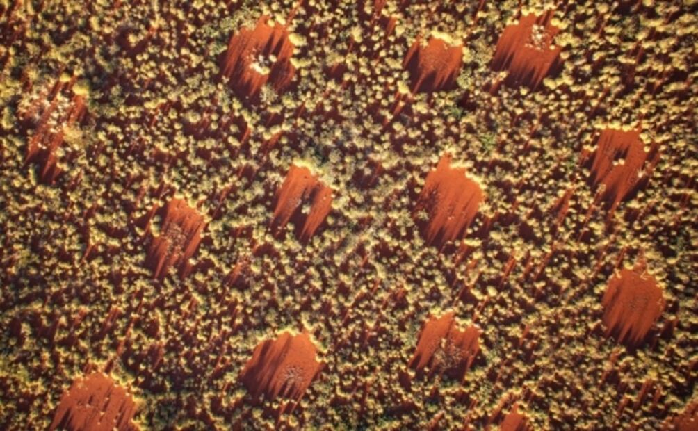 El patrón de Alan Turing explica los círculos de hadas que se forman en Australia