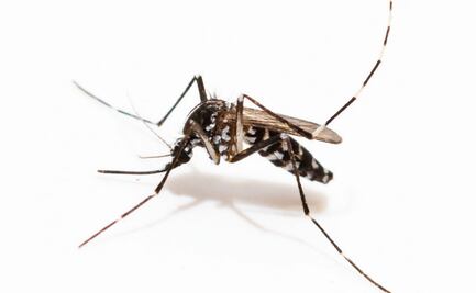 ¿Qué es la fiebre del Nilo, enfermedad de la que se han registrado 12 casos en España?
