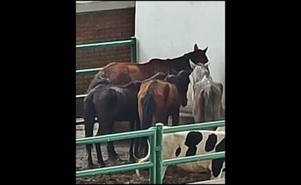 "Están en los puros huesos": Denuncian maltrato contra 4 caballos en Morelia; Fiscalía investiga
