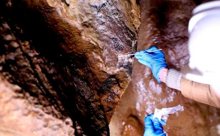 Descubren una bacteria que se alimenta de manganeso