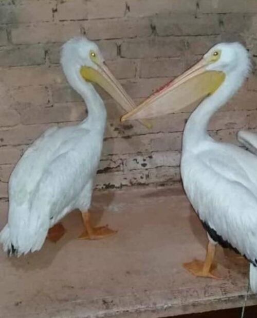 Pelícanos pierden el rumbo y terminan en cárcel de Veracruz