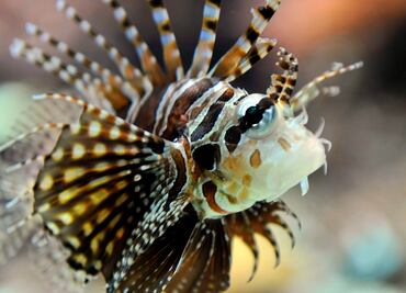 Veneno del pez león podría disminuir células cancerígenas