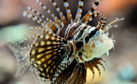 Veneno del pez león podría disminuir células cancerígenas