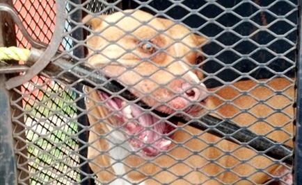 Perros pitbull matan a mujer en Edomex 