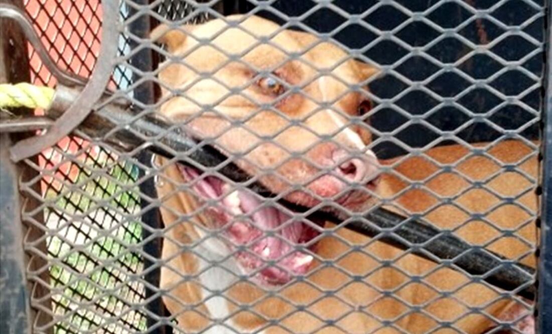 Foto: Archivo / EL UNIVERSAL