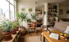 Tu propio huerto en macetas; estos 6 árboles frutales soportan el frío y dan frutos en casa