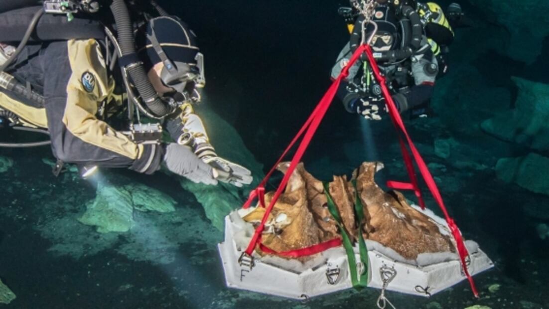 Descubren nuevas especies de reptil y un felino en Hoyo Negro de Quintana Roo