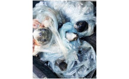 Detienen a dos hombres que transportaban tortugas marinas sin vida