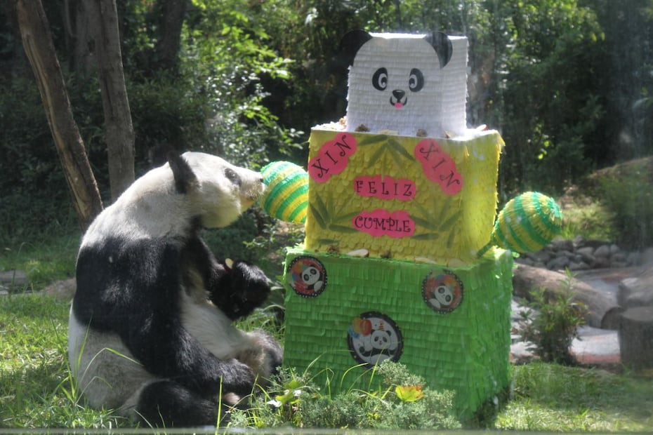 Durante el festejo del cumpleaños de Xin-Xin podrás sumarte con una actividad especial. Foto: Secretaría del Medio Ambiente