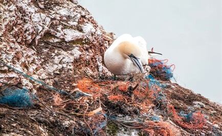 Ya no queda un sólo ecosistema marino sin contaminar: científico