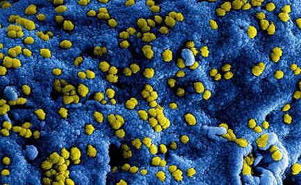 Mutaciones del coronavirus, ¿cómo se pueden predecir con algoritmos?