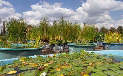 Restauran humedales de la CDMX; Sedema reporta producción de más de 3 mil plantas acuáticas
