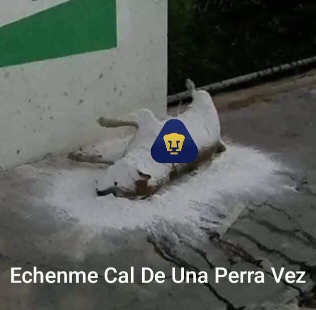 MEMES PUMAS