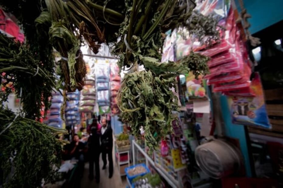 Toloache, una planta tan poderosa como peligrosa, al alcance de la mano