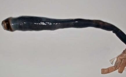 Descubren una nueva especie de gusano gigante