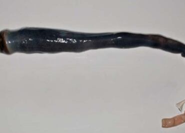 Descubren una nueva especie de gusano gigante