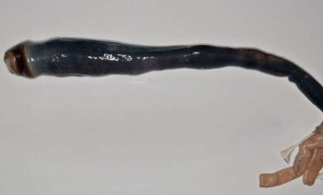 (FOTO: Universidad de Utah)