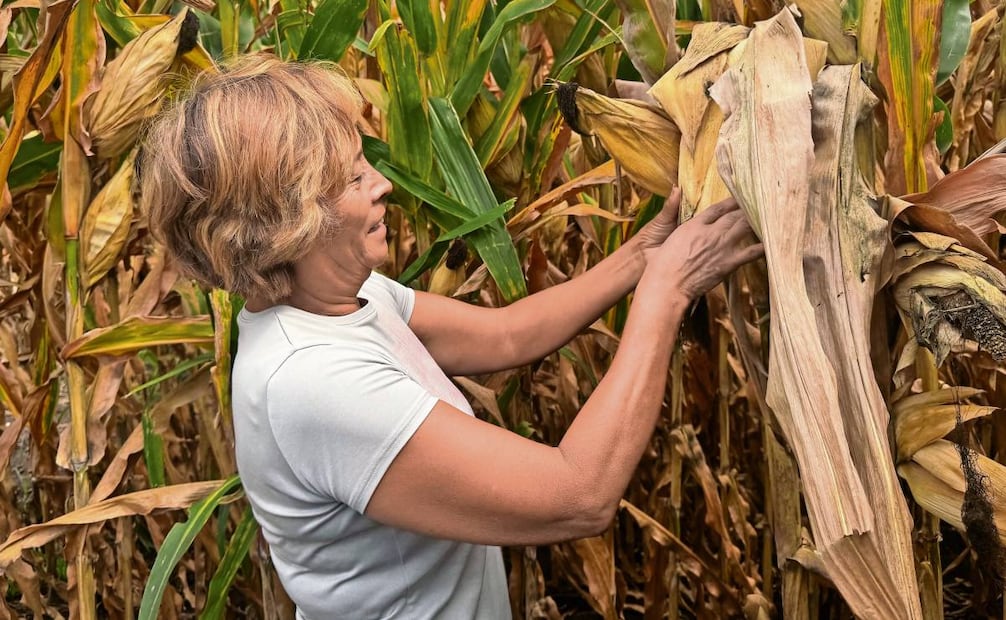 Grupo Consultor en Mercados Agrícolas (GCMA) dijo que en granos y oleaginosas la “producción estimada es de 34.6 millones de toneladas, con un valor de 231.5 mil millones de pesos”. Foto: Dinorath Mota / EL UNIVERSAL