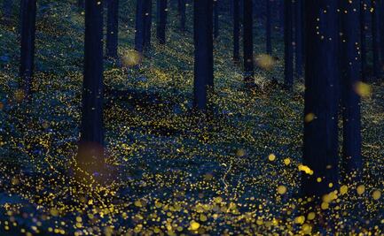 Santuario de las Luciérnagas: ¿cuándo es la temporada 2021?