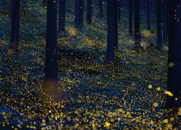 Santuario de las Luciérnagas: ¿cuándo es la temporada 2021?