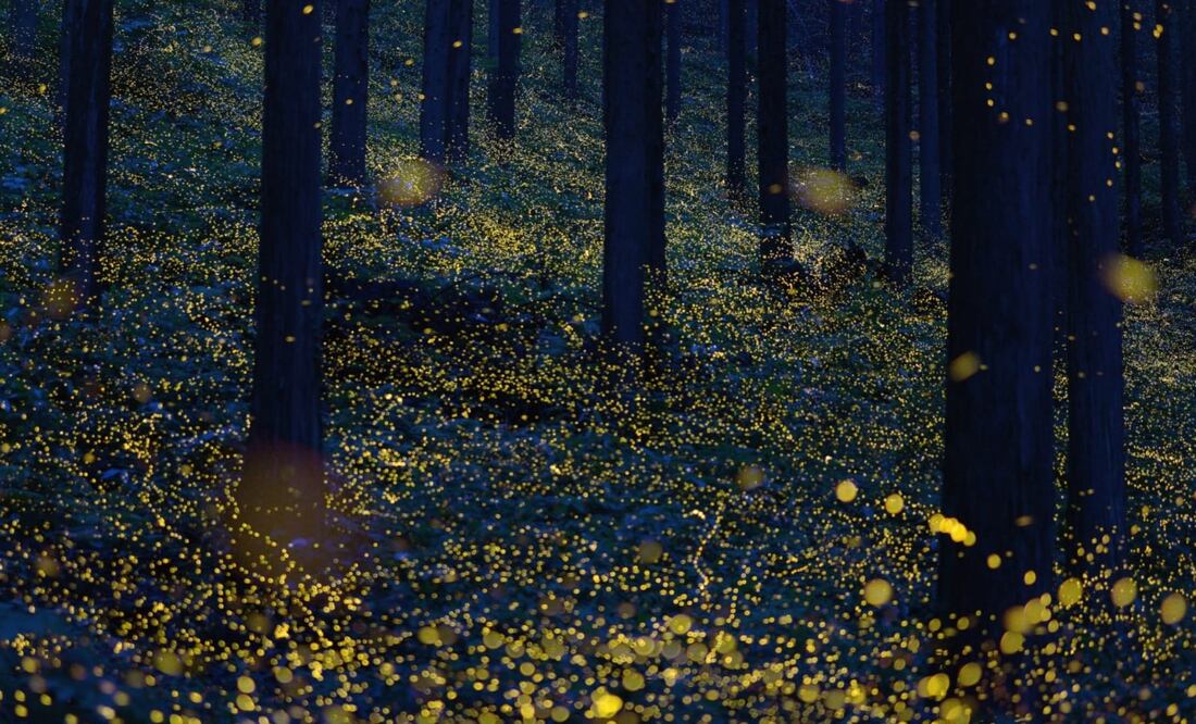 La temporada de luciérnagas 2021 va del 18 de junio al 8 de agosto. Foto: iStock