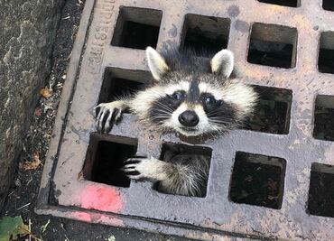 Bomberos ayudan a mapache atorado en alcantarilla en Boston, EU