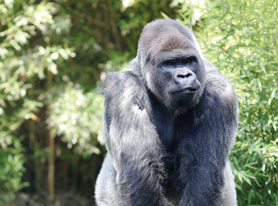 Se garantizó un proceso transparente en la investigación de la muerte del gorila Bantú en el Zoológico de Chapultepec (ARCHIVO.EL UNIVERSAL)