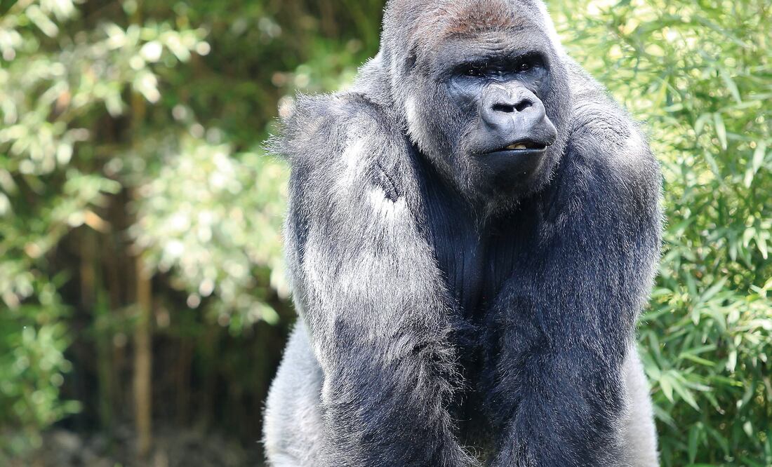 Se garantizó un proceso transparente en la investigación de la muerte del gorila Bantú en el Zoológico de Chapultepec (ARCHIVO.EL UNIVERSAL)