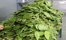 Todos los beneficios de la baba de nopal