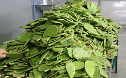 Todos los beneficios de la baba de nopal