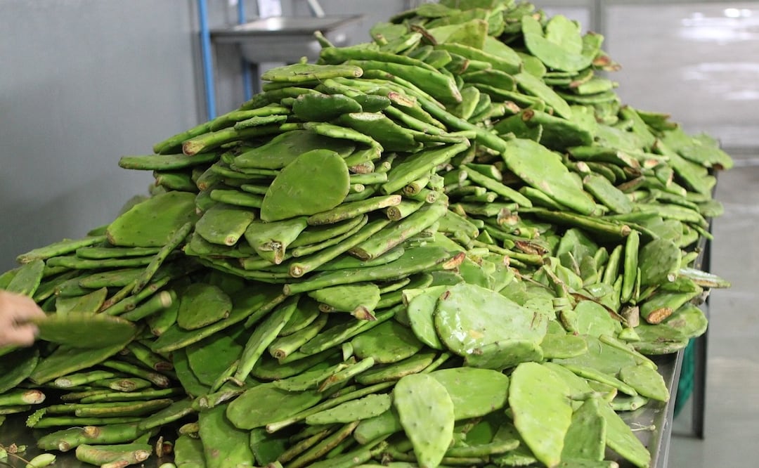 Conoce la razón por la que no debes quitar la baba del nopal. Foto: Pixabay
