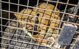 Rescatan a felino silvestre yaguarundí en cautiverio en Oaxaca; investigan caso de crueldad animal