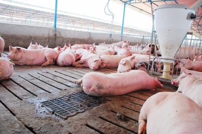 Porcicultores buscan igualar condiciones
