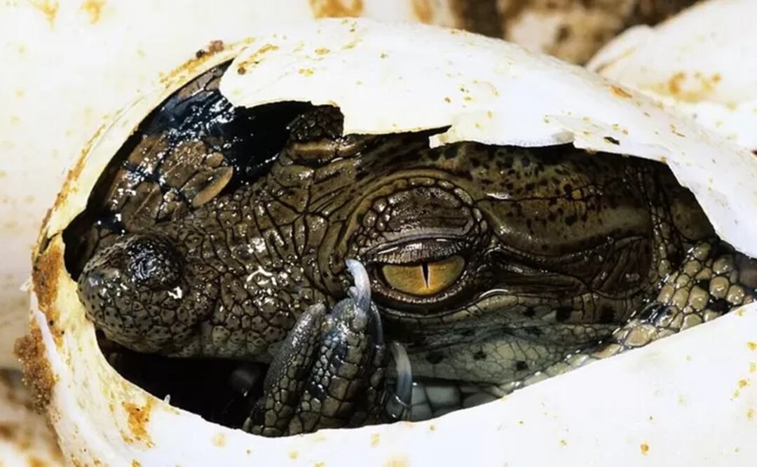 Huevo de cocodrilo eclosionando. En el caso del estudio, el feto casi idéntico a su madre estaba perfectamente formado pero no llegó a nacer. Foto: Getty Images