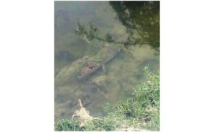 Tres cocodrilos movilizan a autoridades de Nuevo León