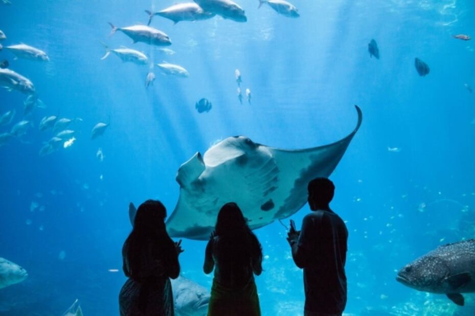 Gatitos pasean libres en el Acuario de Georgia durante la cuarentena