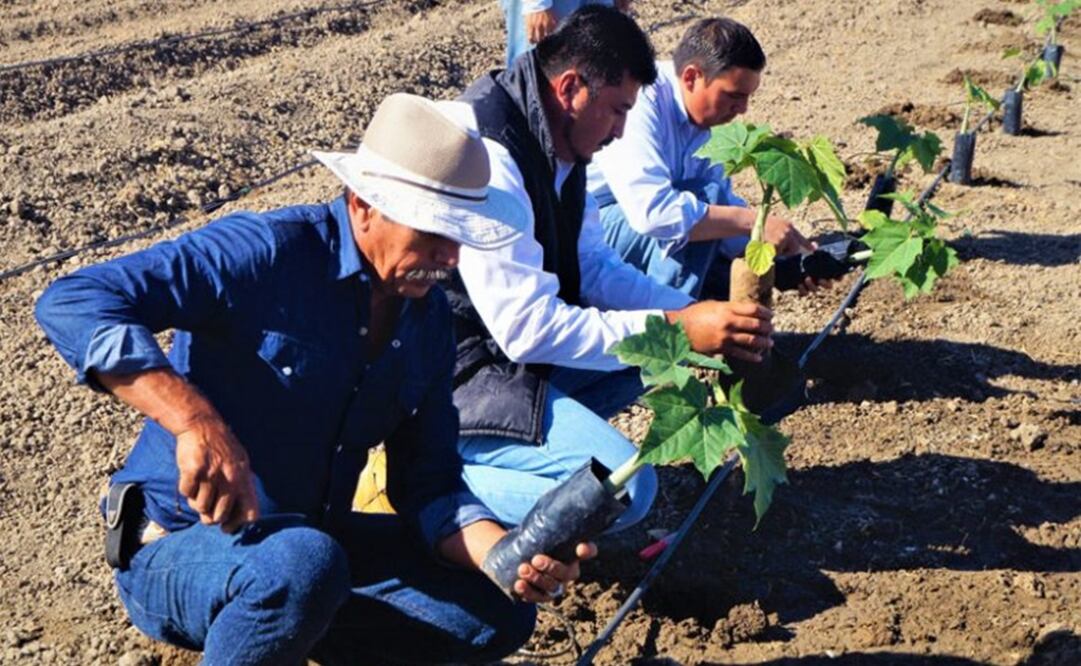 Foto: Twitter @Agricultura_mex