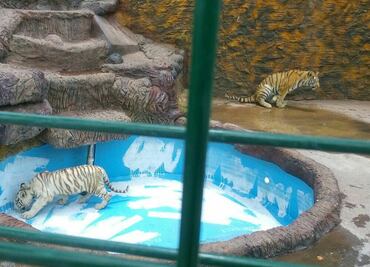 Aseguran tres tigres de bengala en Guanajuato